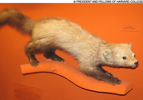 Fisher taxidermy Fisher taxidermy