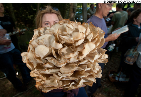 mushrooms-m mushrooms-m