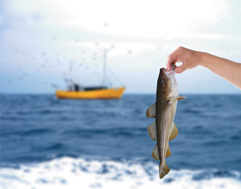 HandHoldingFish_main