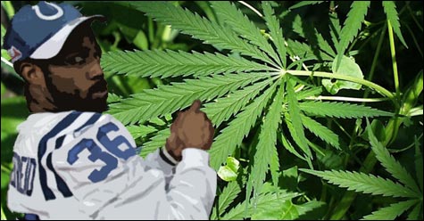 070330_marijuana_main 070330_marijuana_main