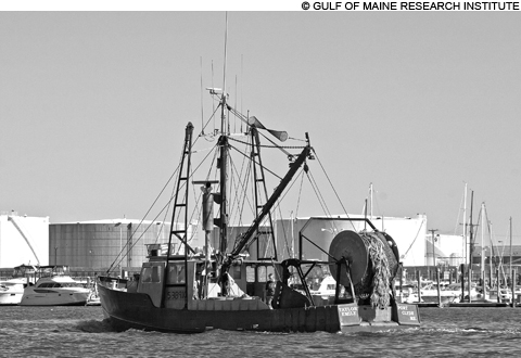 feat_groundfish_8632_main