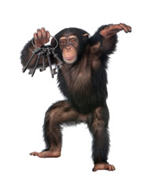 TJI_ChimpanzeeWKeys_main