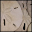 Sand dollars