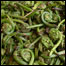 food_fiddleheads_LIST