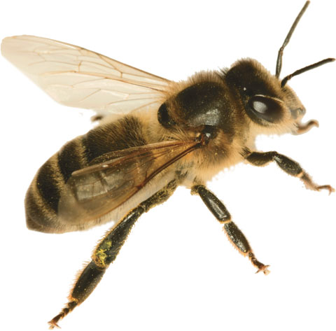 bee-havior