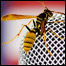 1008_Wasp_ist