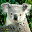 lookahead_koala_list